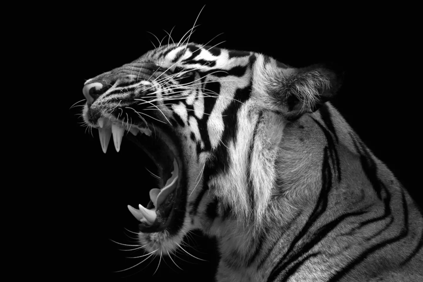 image LAND Acrylglasbild Fauchender Tiger | Schubiger Möbel