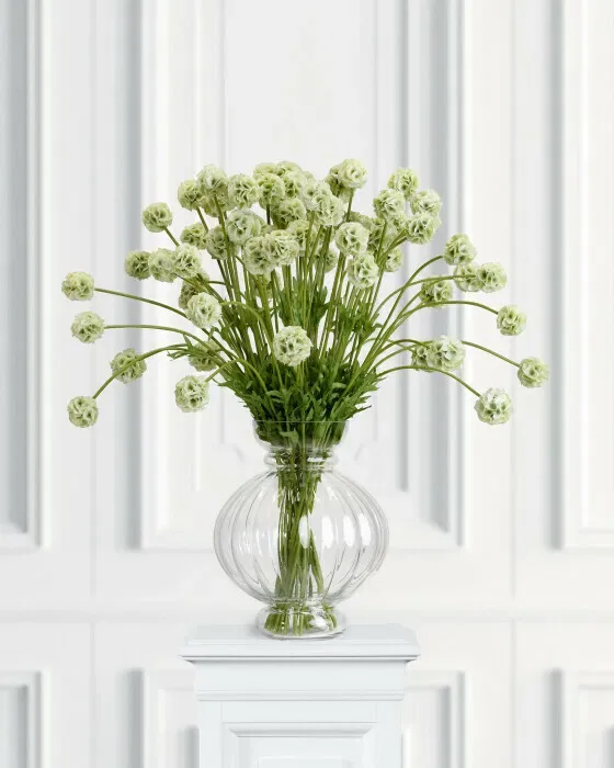 Scabiosa snittblomma grön