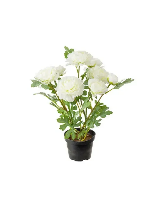 Ranunkel potteplante hvid