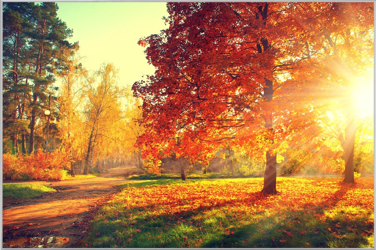 image LAND Bild mit Rahmen Abendstimmung im Herbstwald | Schubiger Möbel