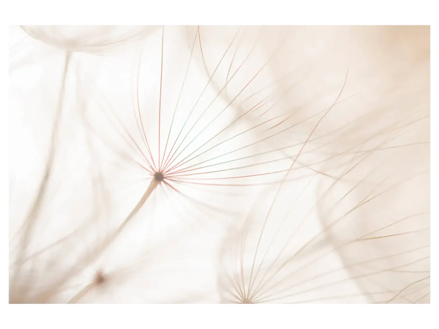 image LAND Digitaldruck auf Acrylglas Pusteblume 2 | Schubiger Möbel