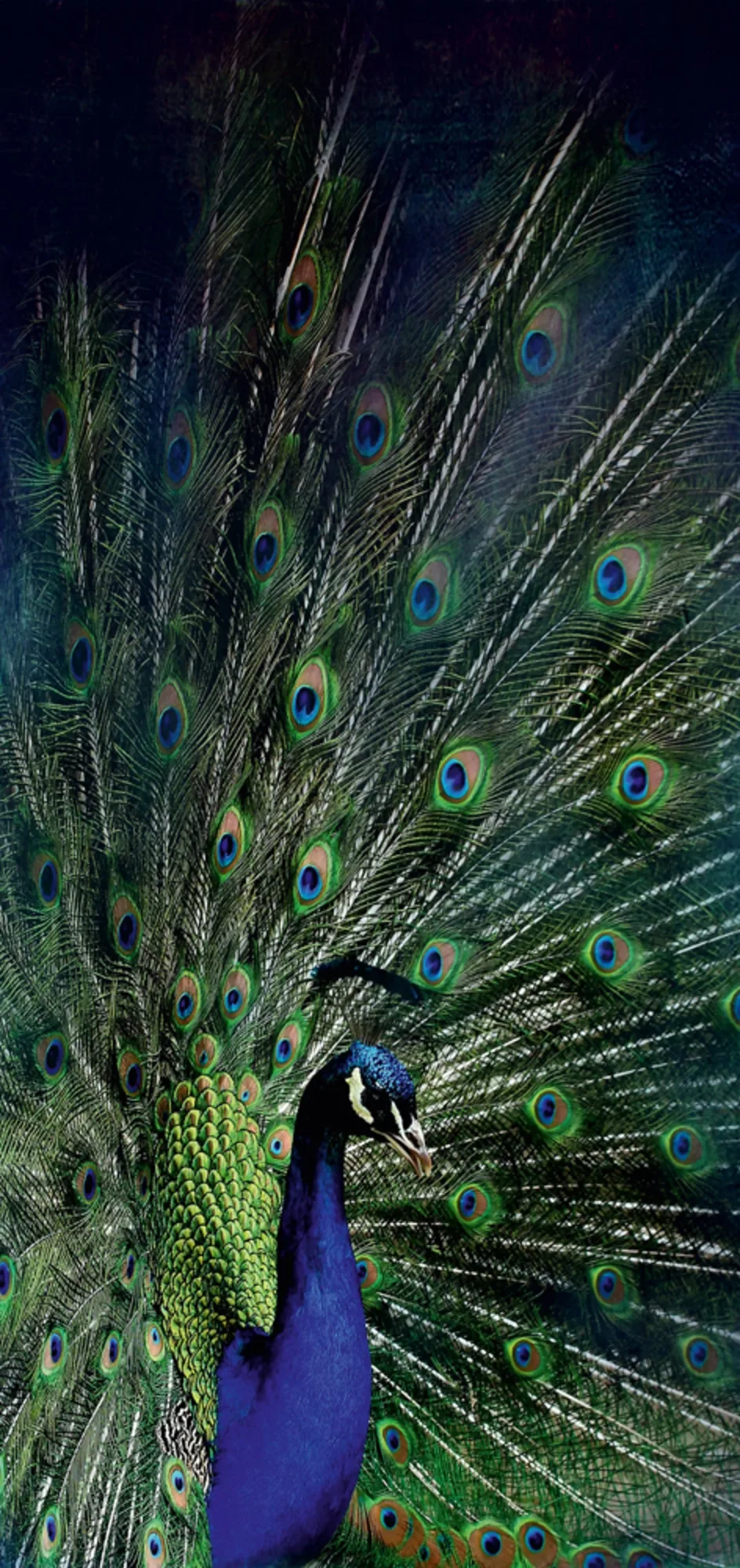 image LAND Alubild Majestätischer Pfau | Schubiger Möbel