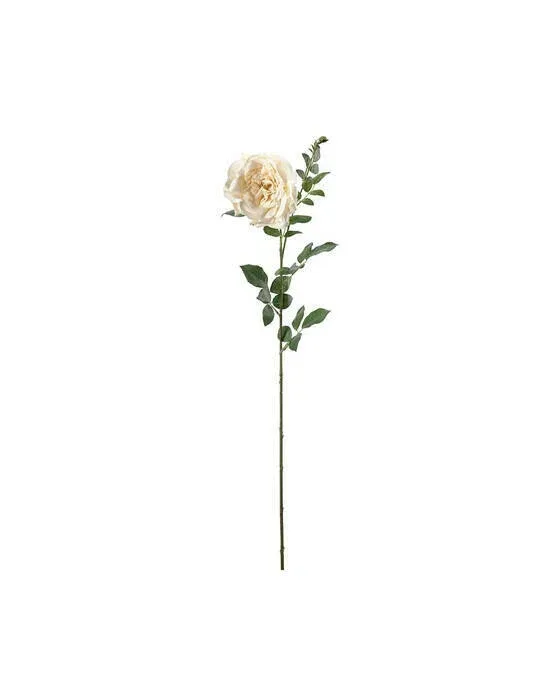Rose afskårne blomster creme