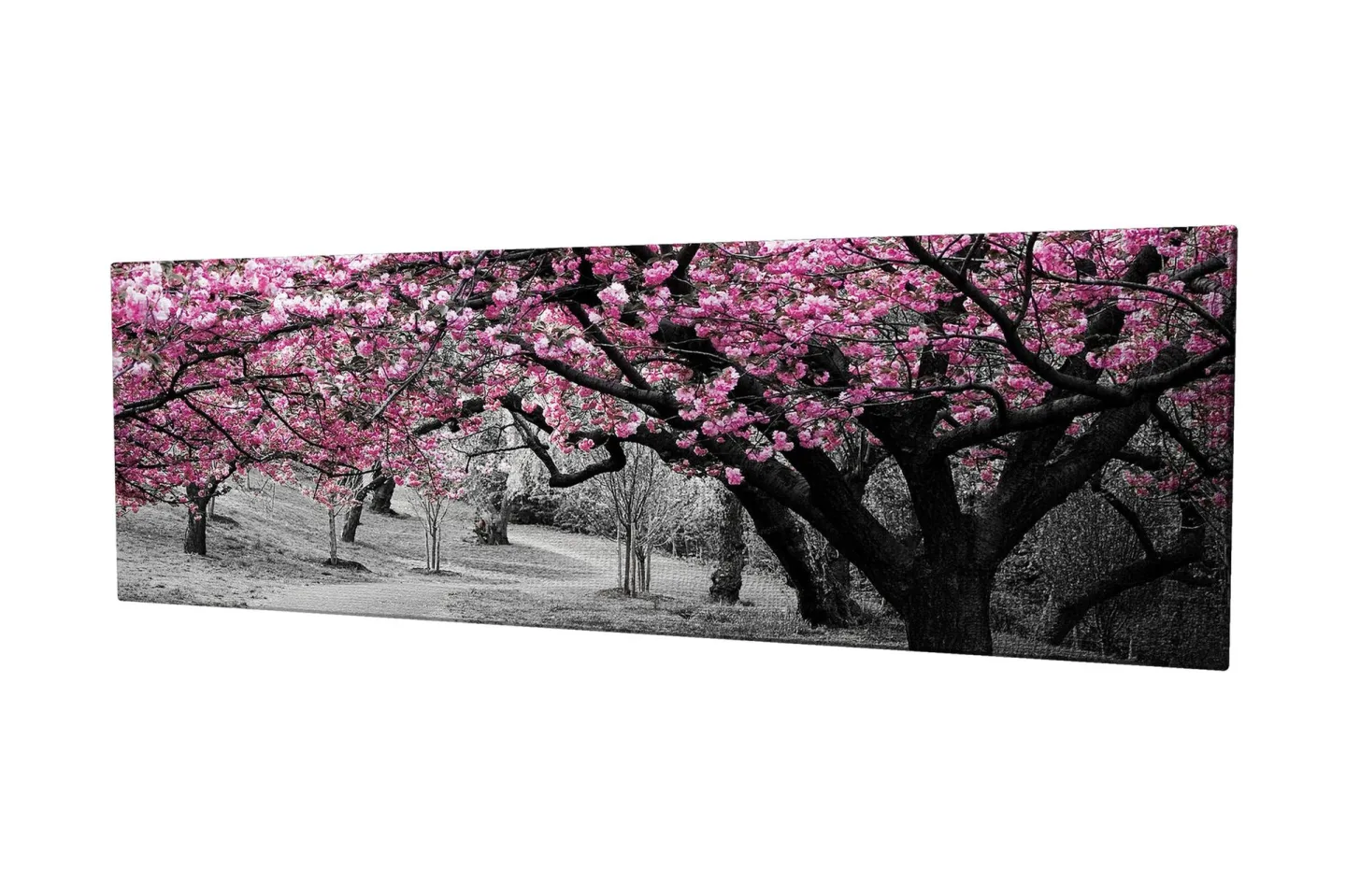 Canvastavla 80x30 cm - Blommande körsbärsträd i svartvitt landskap - Rosa / Svart