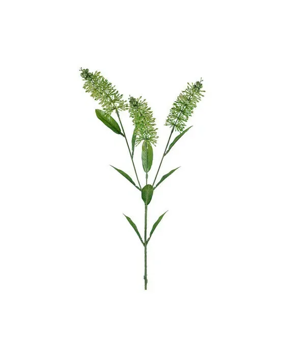 Astilbe snittblomma grön