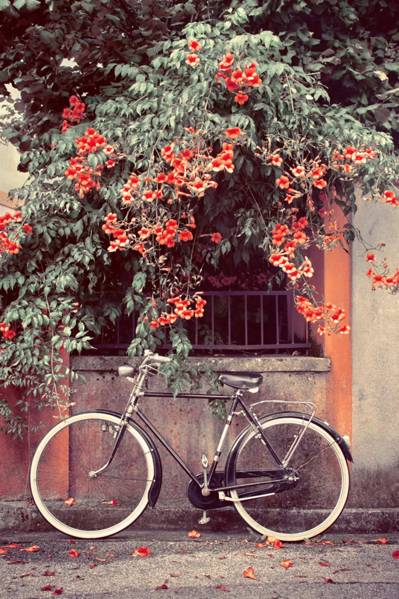 image LAND Alubild Fahrrad Unter Roten Blüten | Schubiger Möbel