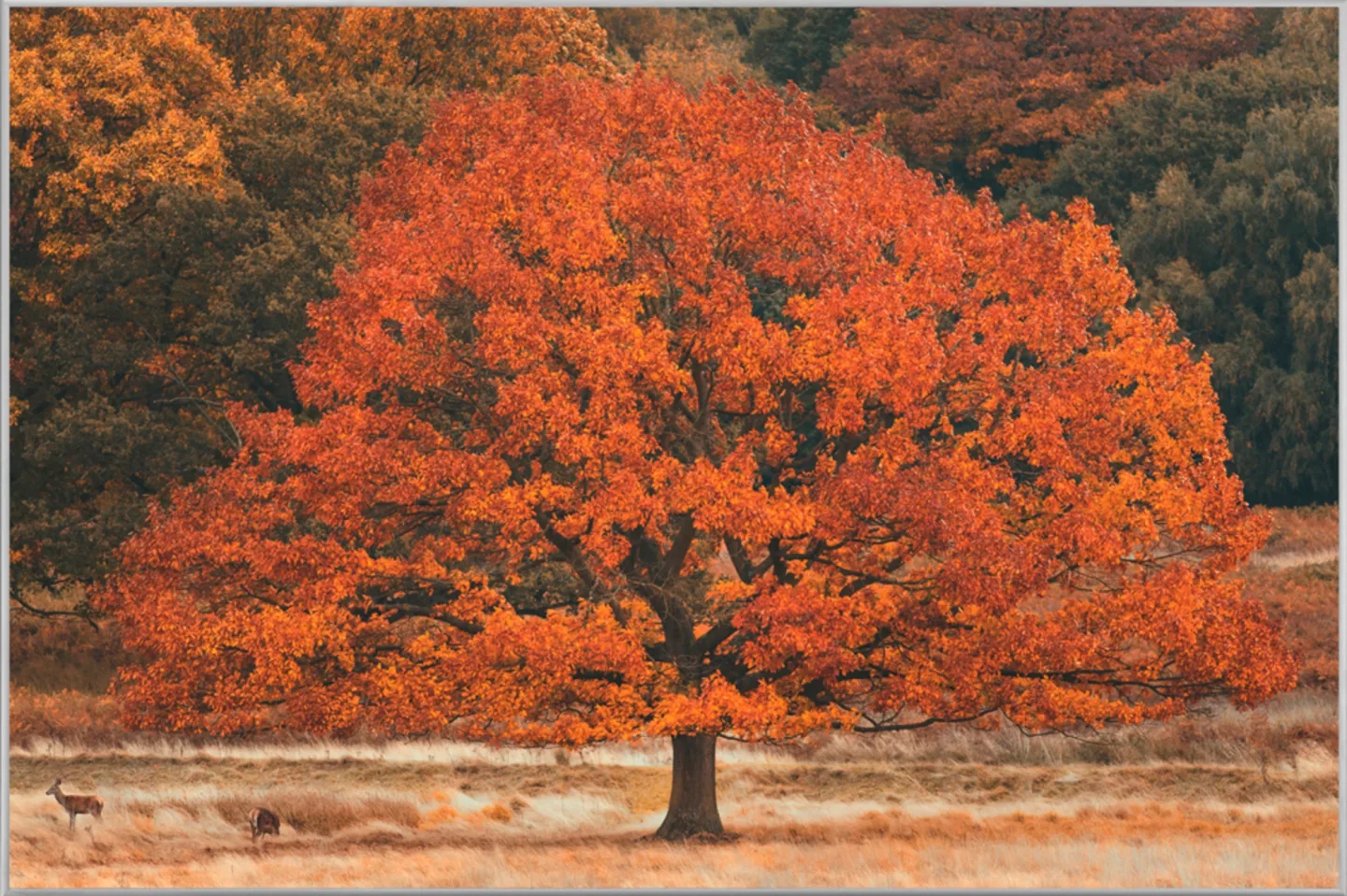 image LAND Bild mit Rahmen Herbstbaum | Schubiger Möbel