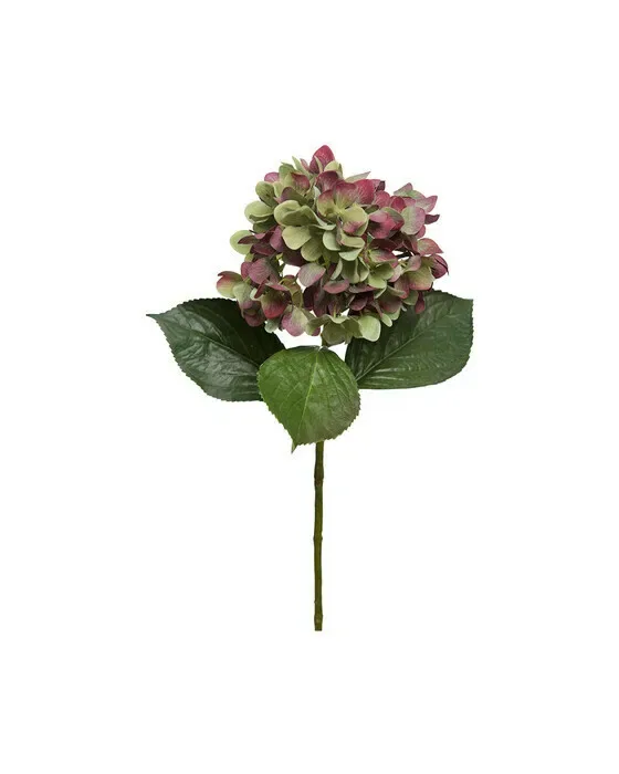 Hortensia snittblomma vinröd/grön