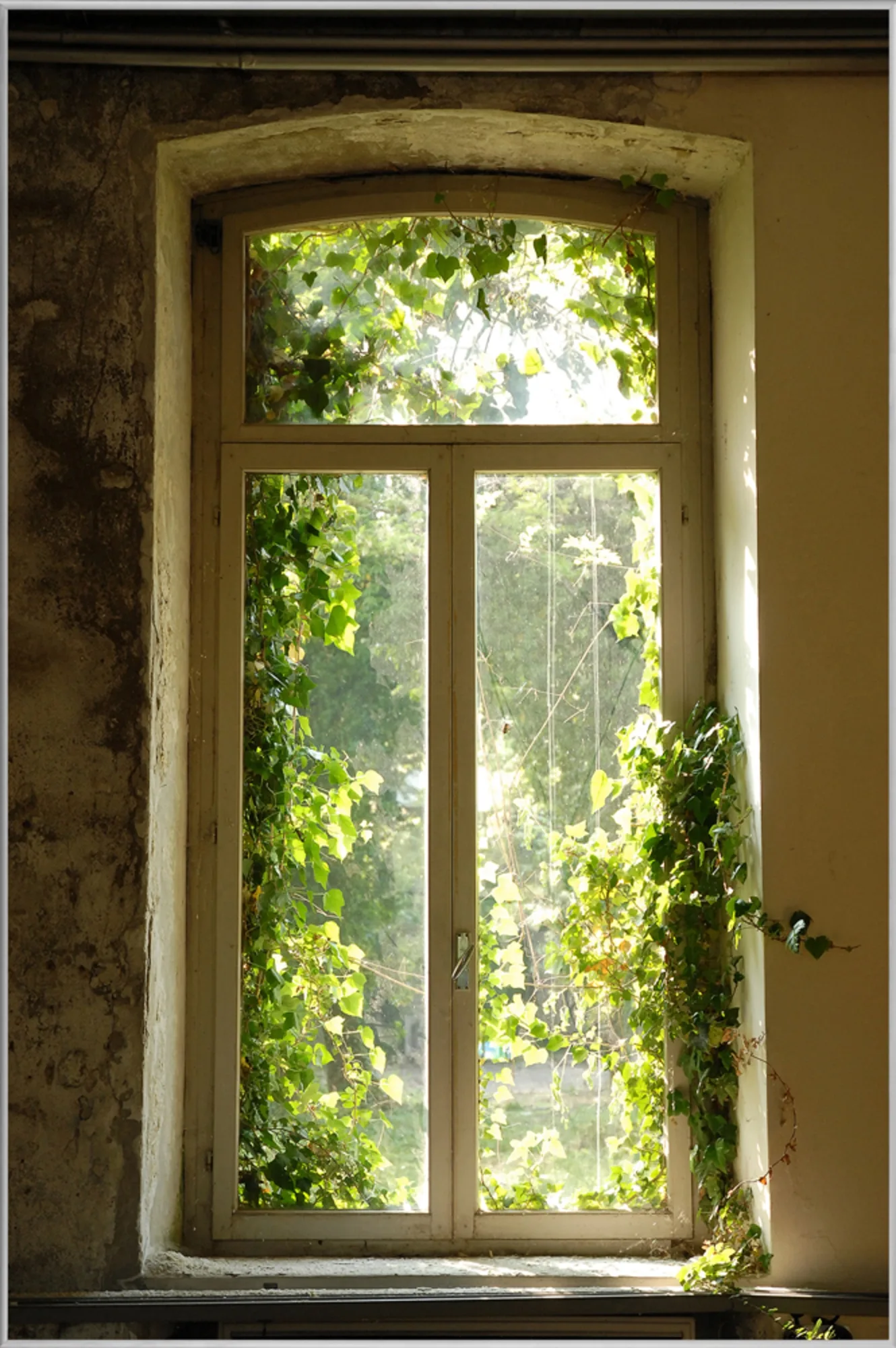 image LAND Bild mit Rahmen Fenster Bewachsen mit Laub | Schubiger Möbel