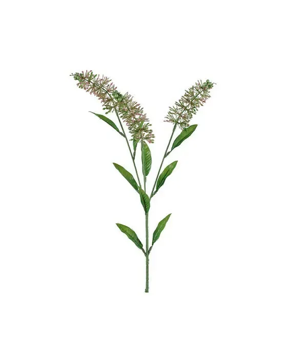 Astilbe snitblomst rosa