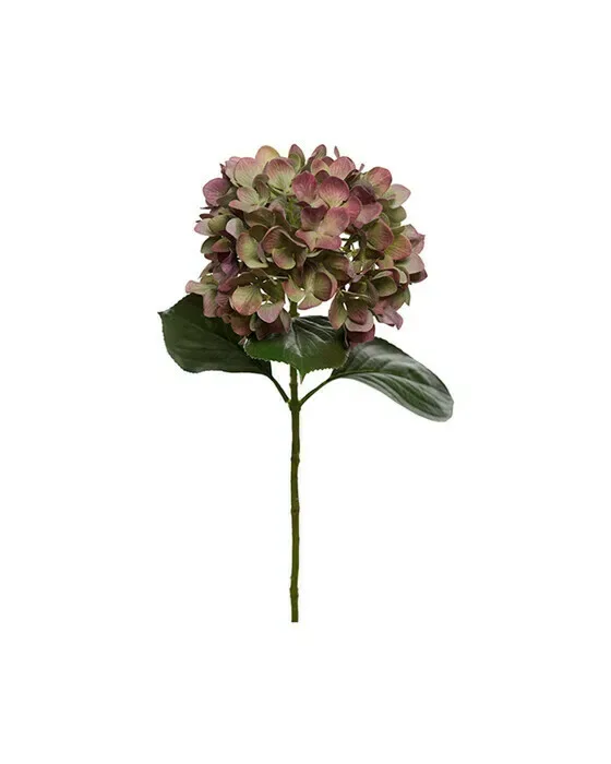 Hortensia afskårne blomst bordeaux