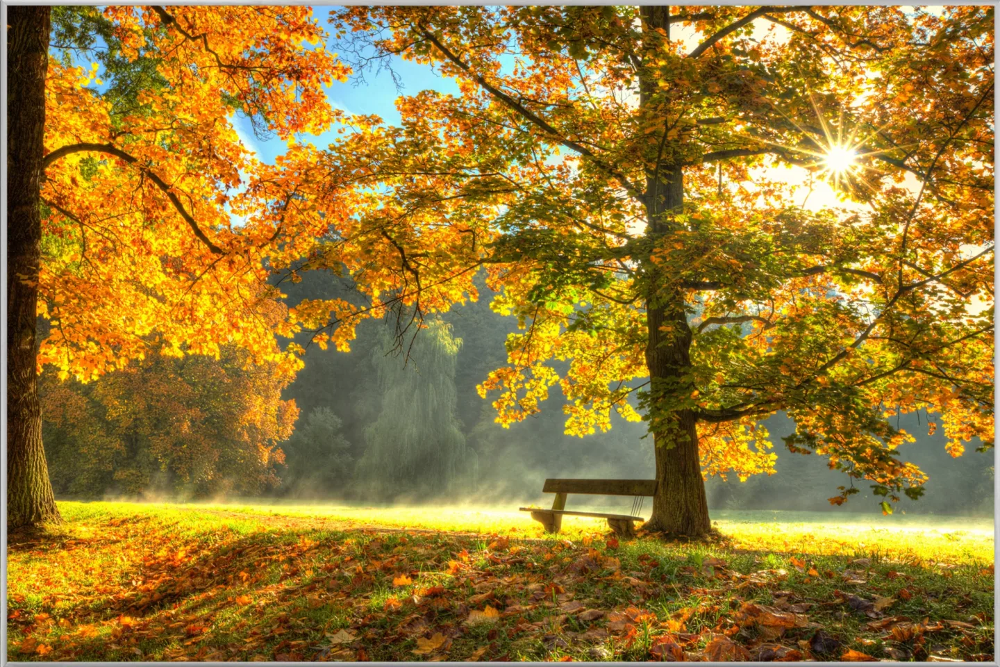 image LAND Bild mit Rahmen Sonnenaufgang im Herbstwald | Schubiger Möbel