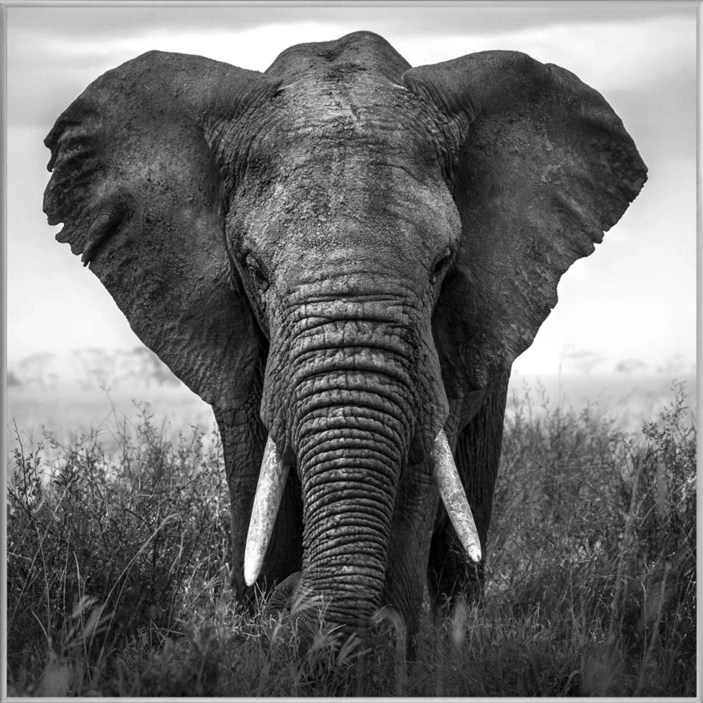 image LAND Bild mit Rahmen Grosser Elefant | Schubiger Möbel
