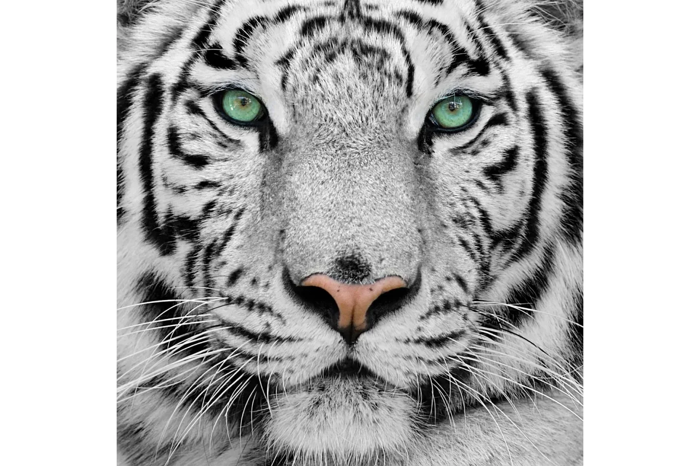 Tavla Tiger - 50x50 cm