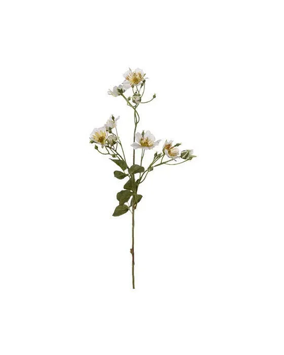 Japansk klatrerose snitblomst hvid