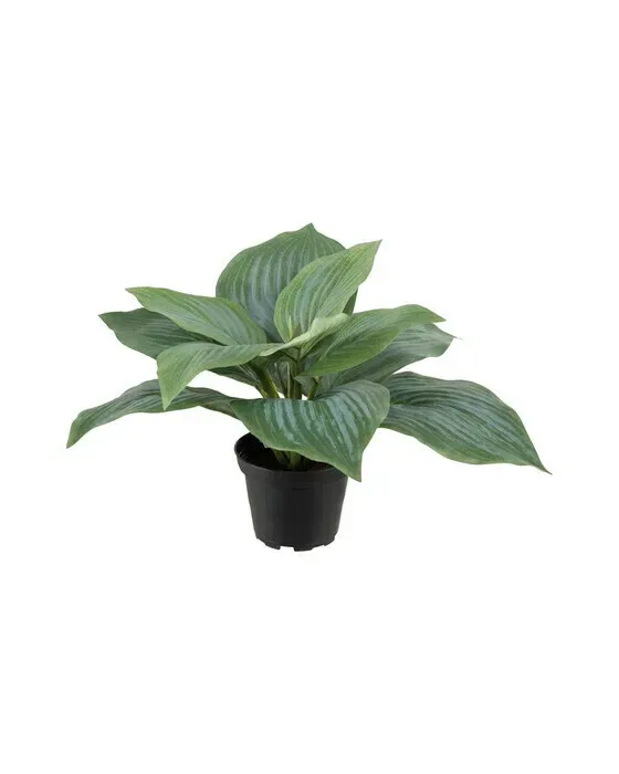 Funkia potteplante grøn