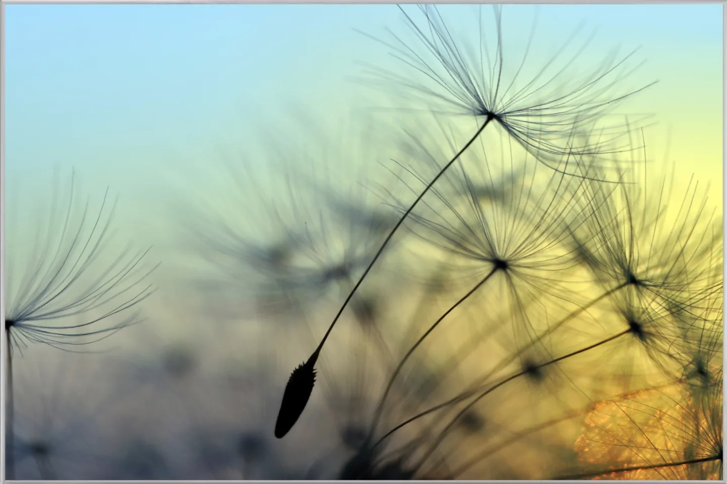 image LAND Bild mit Rahmen Pusteblume 1 | Schubiger Möbel