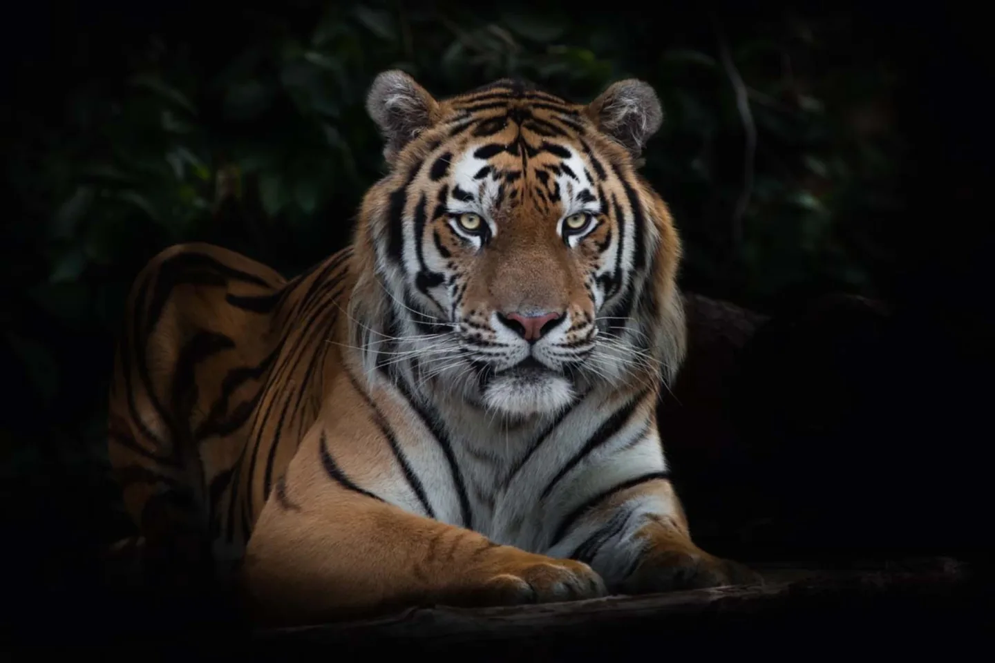 image LAND Canvas Imposanter Tiger | Schubiger Möbel