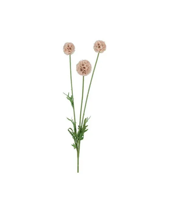 Scabiosa – afskåret blomst i rosa