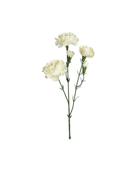 Nejlika snittblomma vit