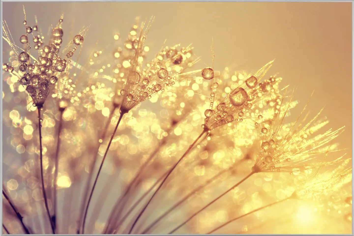 image LAND Bild mit Rahmen Pusteblume mit Morgentau | Schubiger Möbel