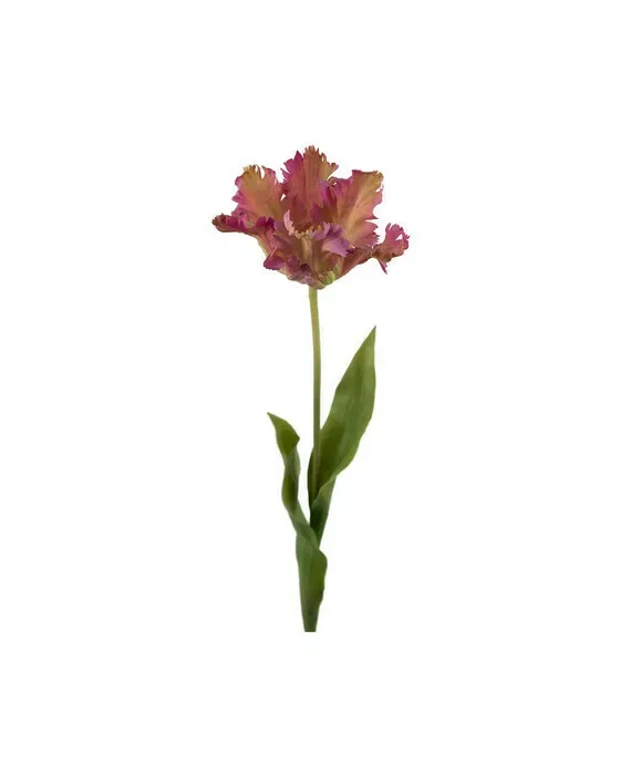 Papegøjetulipan afskårne blomster lilla