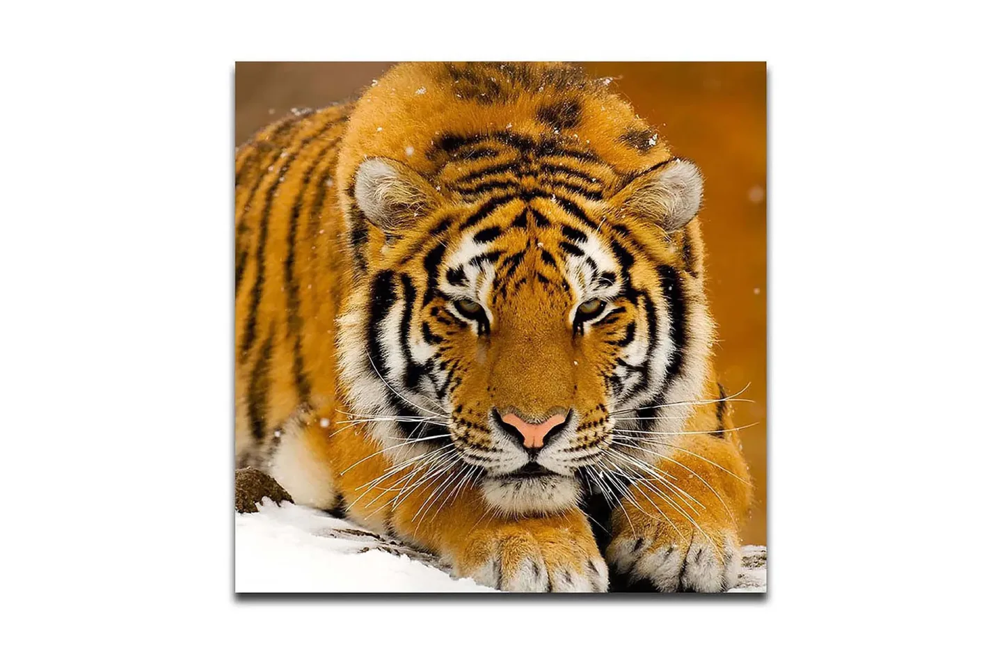 Canvastavla 45x45 cm - Tiger som ligger på snön med intensiv blick - Orange / Svart / Vit