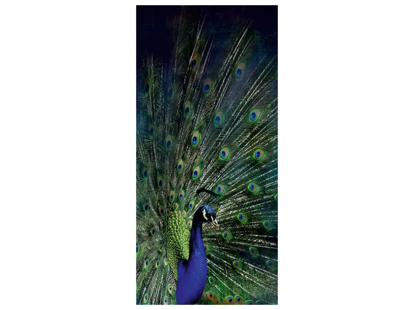 image LAND Digitaldruck auf Glas Majestätischer Pfau | Schubiger Möbel