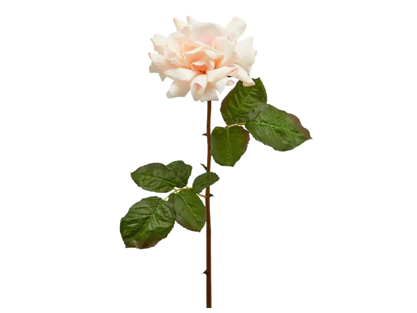 Edg Kunstblume Königsrose Creme H: 55 cm Beige | Schubiger Möbel