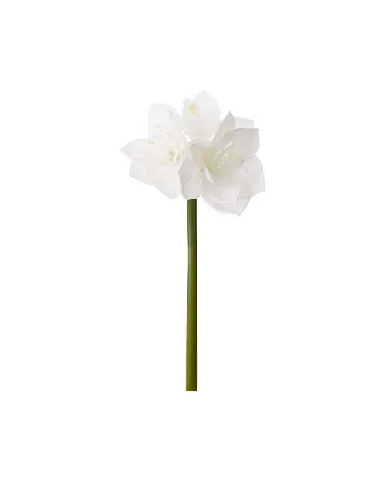 Amaryllis – afskåret blomst i hvid