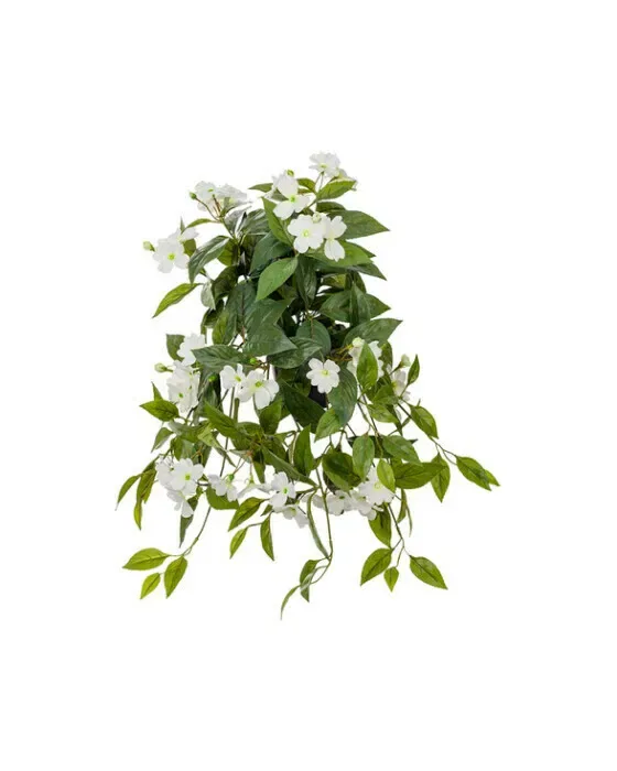 Impatiens hawkeri potteplante hvid