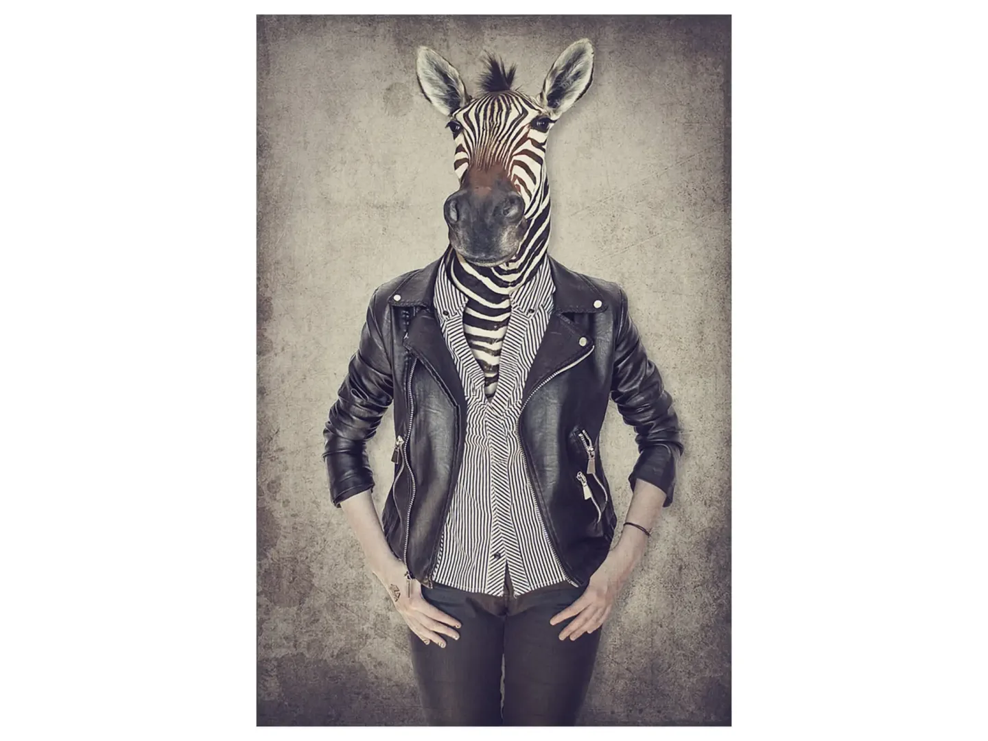 image LAND Digitaldruck auf Acrylglas Zebra Gentleman | Schubiger Möbel