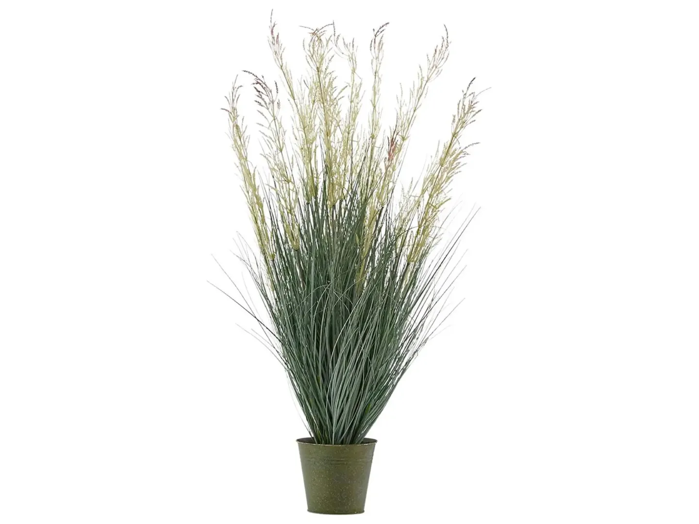 Edg Festuca Im Topf Cream H: 100 cm | Schubiger Möbel