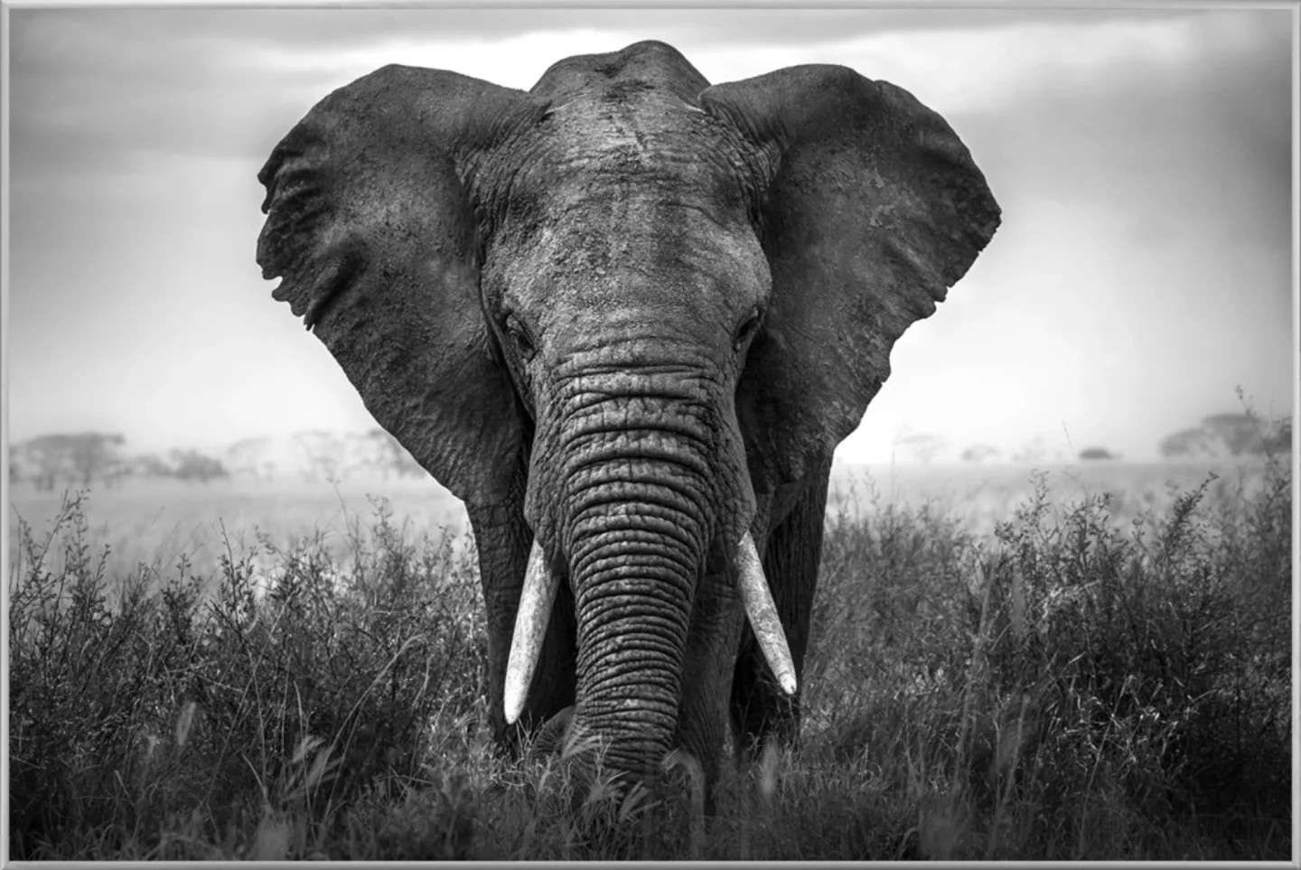 image LAND Bild mit Rahmen Grosser Elefant | Schubiger Möbel