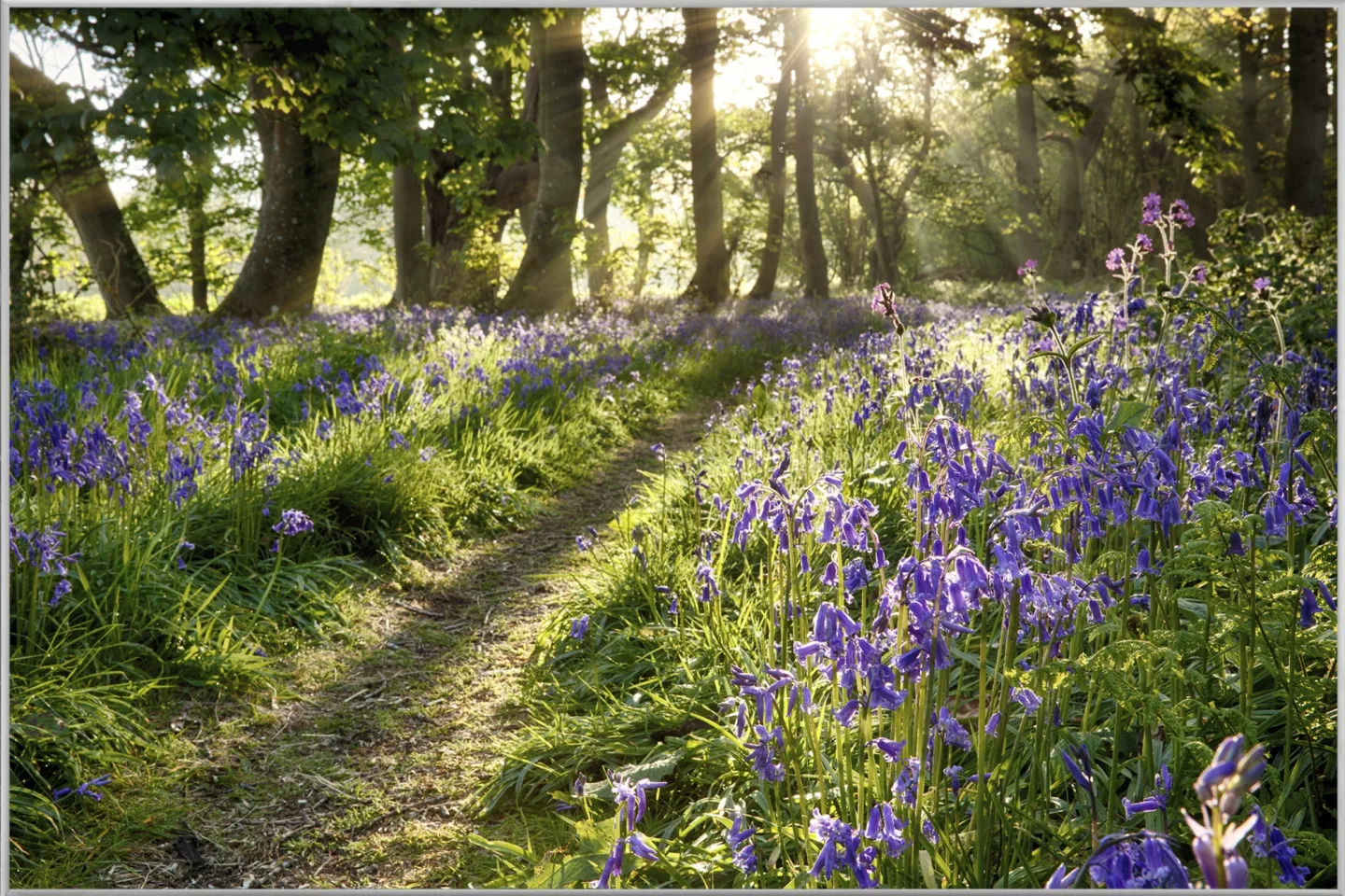 image LAND Bild mit Rahmen Wald mit Lavendel 2 | Schubiger Möbel