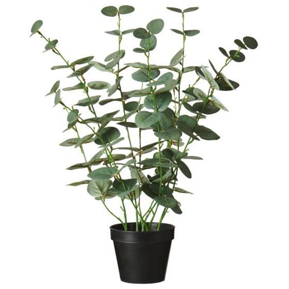 Eukalyptus i kruka H: 52