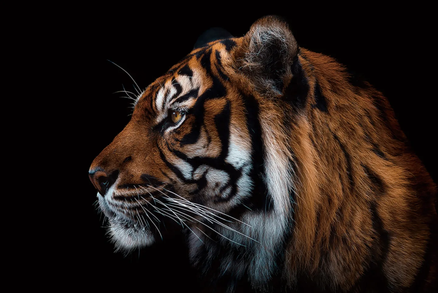 image LAND Glasbild Sibirischer Tiger | Schubiger Möbel