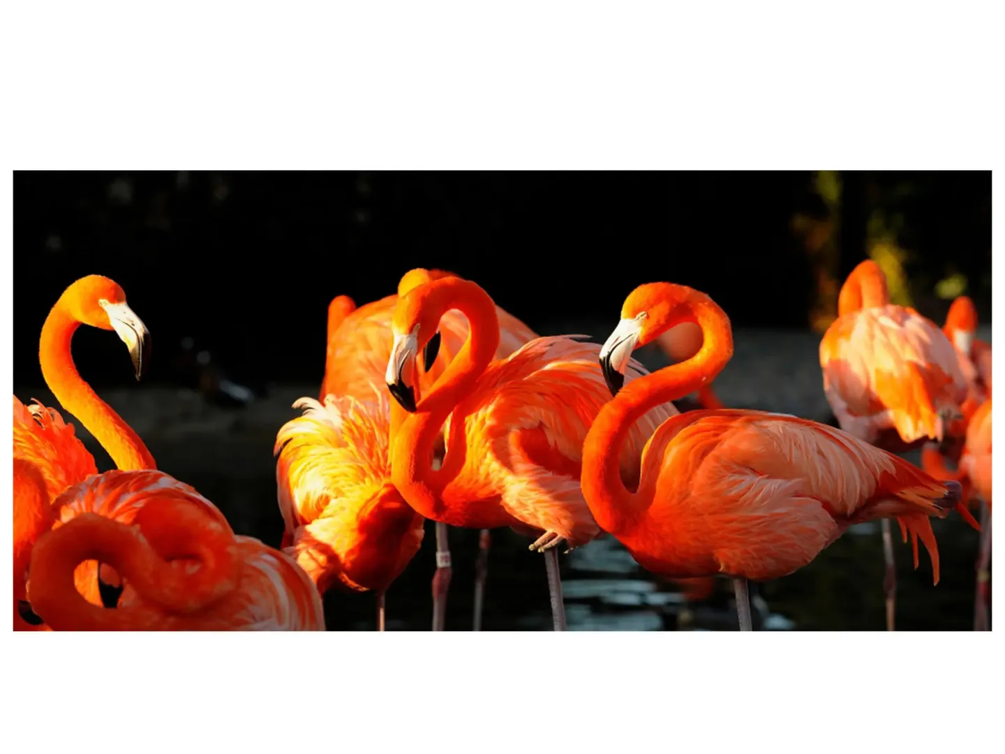 image LAND Digitaldruck auf Acrylglas Flamingos | Schubiger Möbel