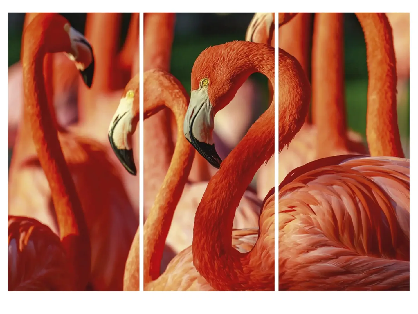 image LAND Digitaldruck auf Acrylglas Flamingos | Schubiger Möbel