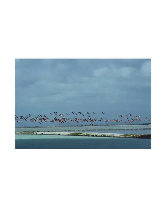 Flamingos in Flight