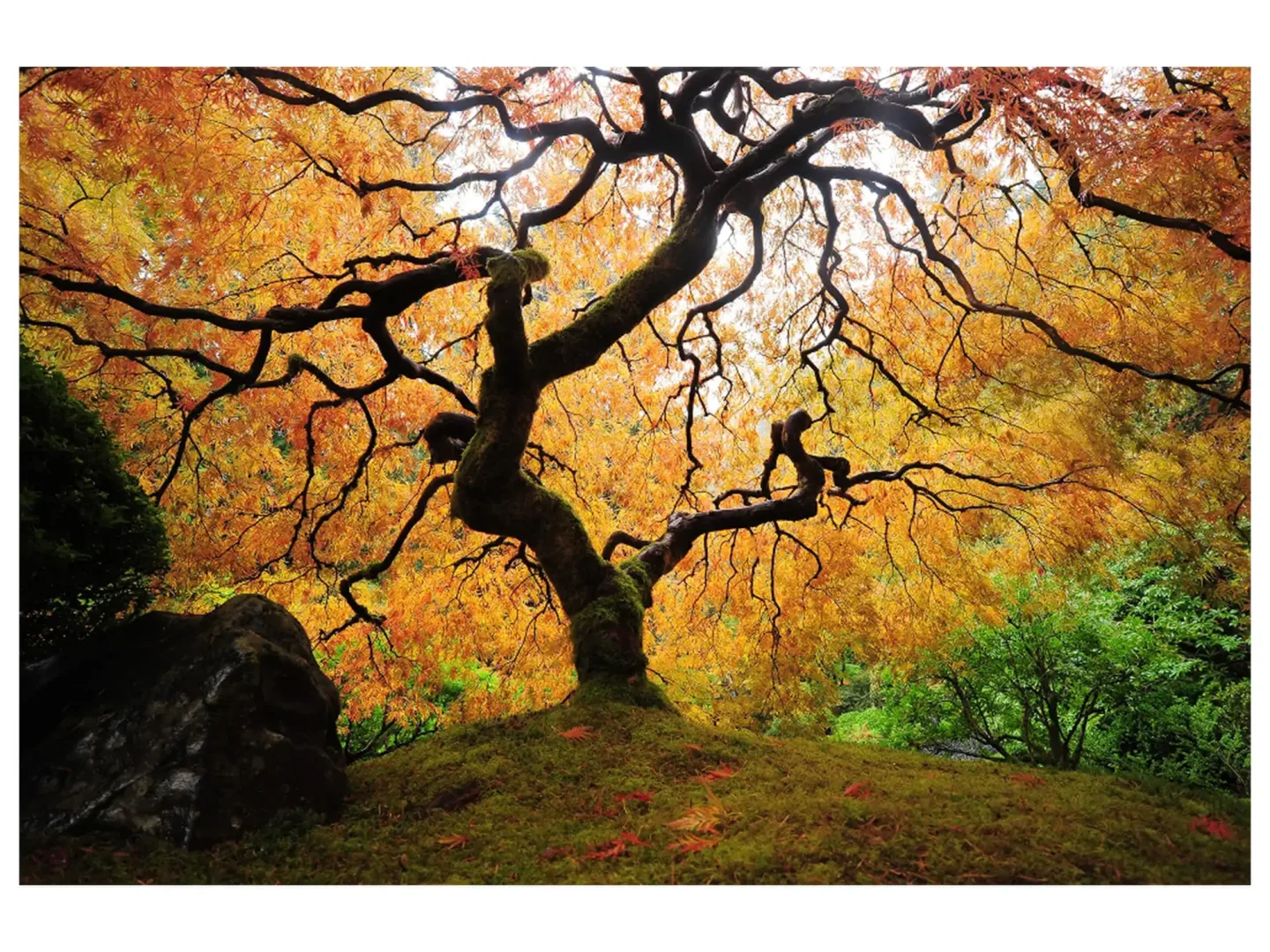 image LAND Digitaldruck auf Glas Der Baum | Schubiger Möbel