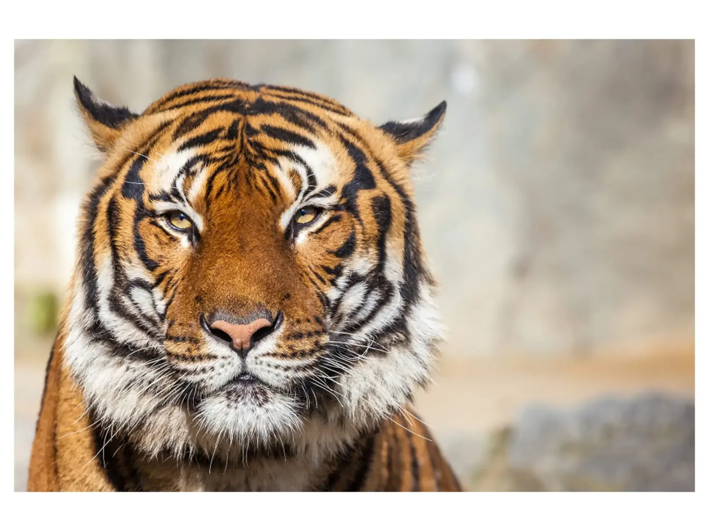 image LAND Digitaldruck auf Acrylglas Tiger | Schubiger Möbel