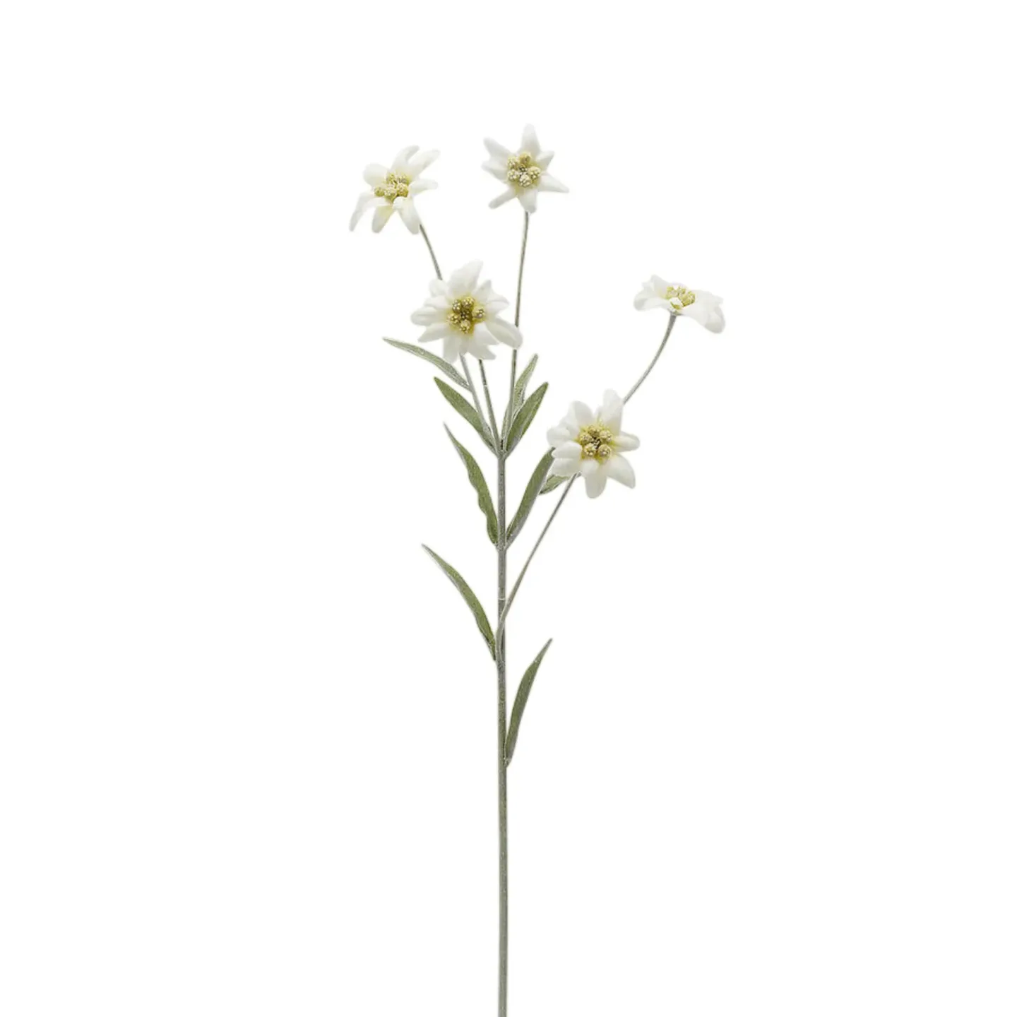 Edg Kunstblumen Edelweiss H: 65 cm | Schubiger Möbel