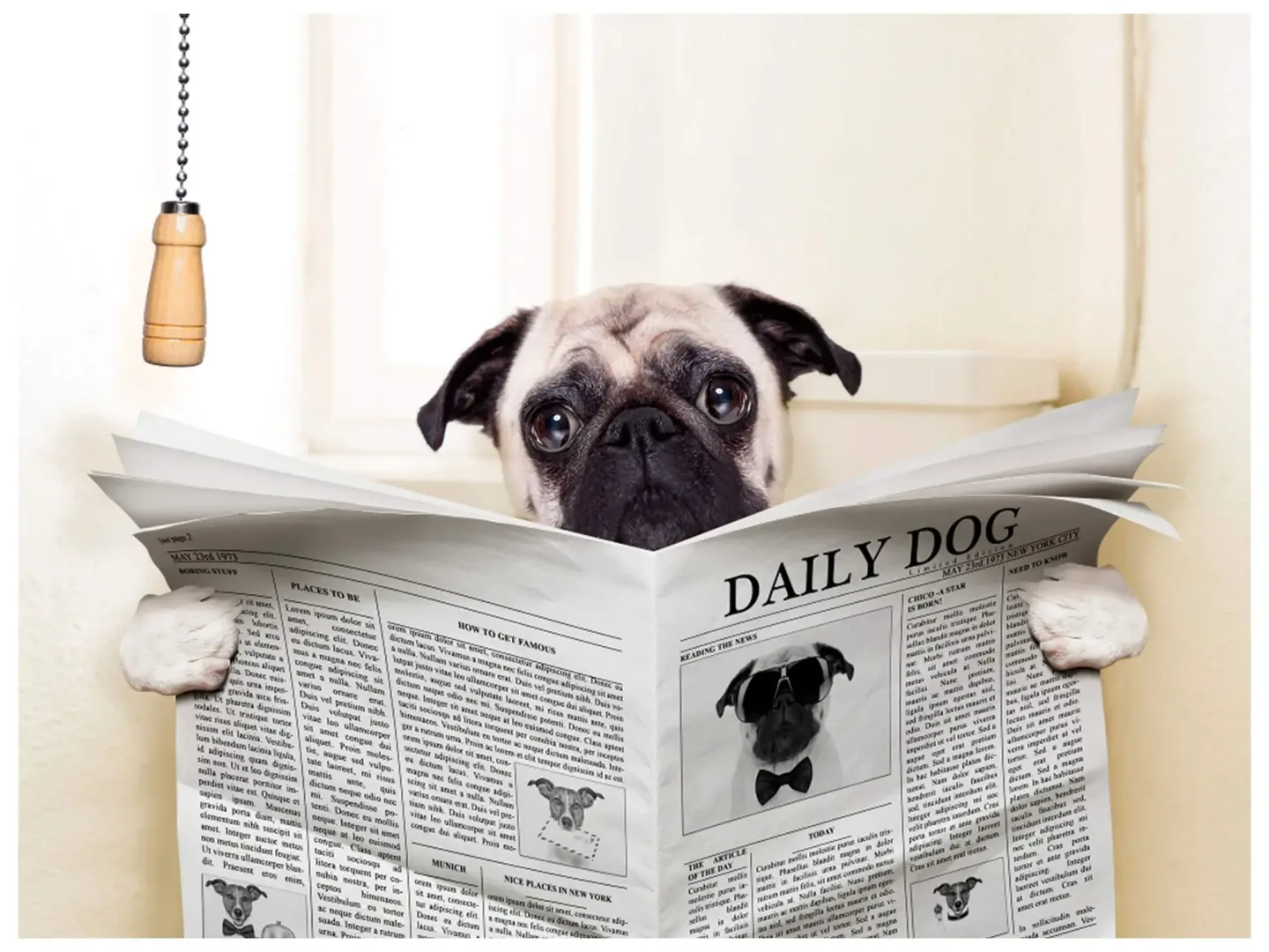 image LAND Digitaldruck auf Glas Mops mit Zeitung | Schubiger Möbel