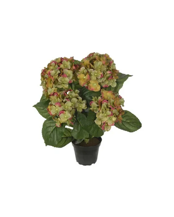 Hortensia potteplante grøn