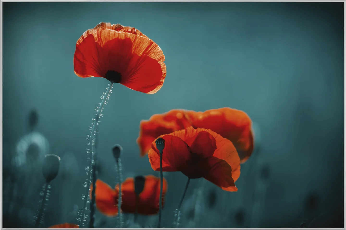 image LAND Bild mit Rahmen Mohnblumen 5 | Schubiger Möbel