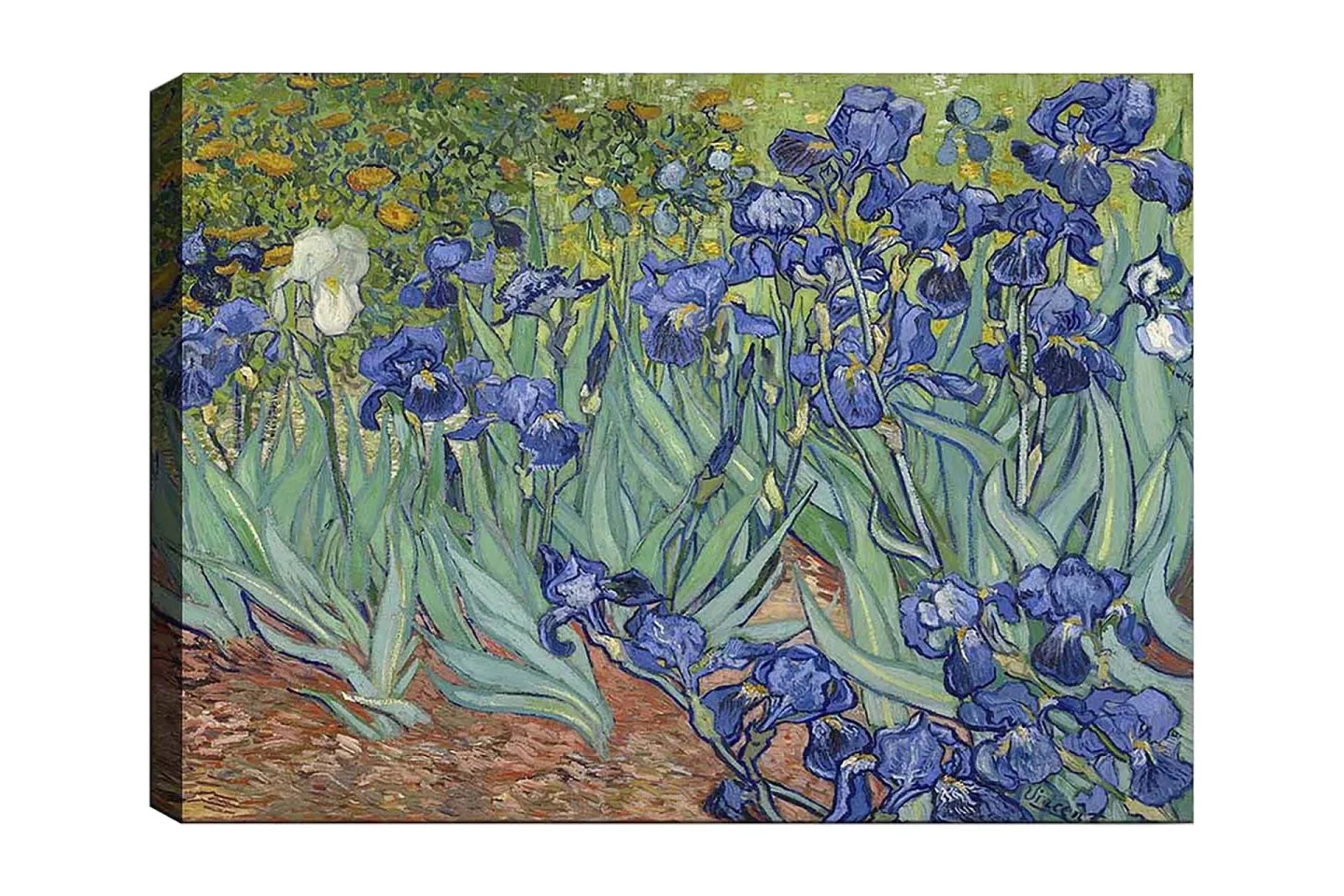 Canvastavla 70x100 cm - Färgglad samling av irisblommor i olika nyanser av blått - Blå / Grön / Vit