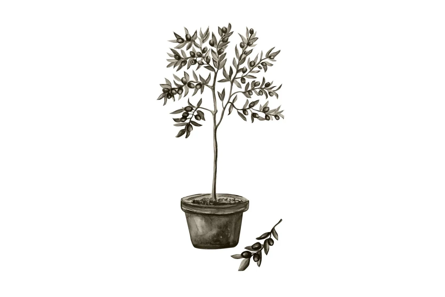Poster Olive 70x100 cm - Vit/Grön