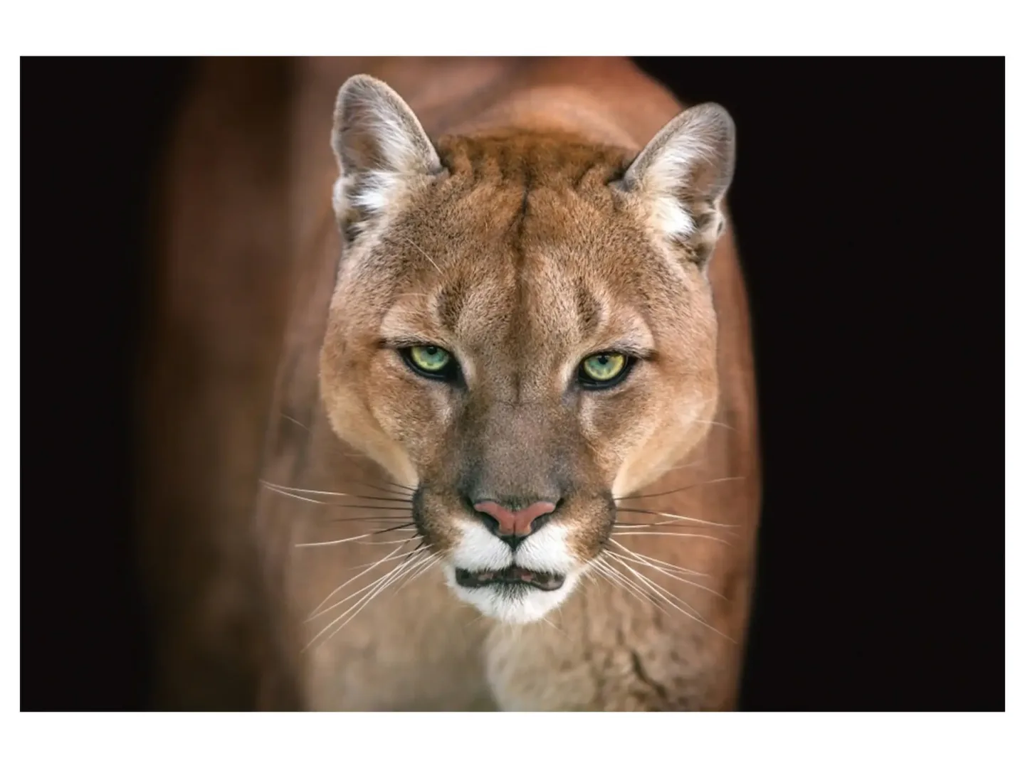 image LAND Digitaldruck auf Acrylglas Puma | Schubiger Möbel