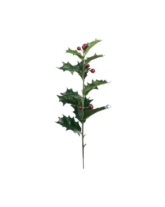Holly kristtorn – afskåret plante